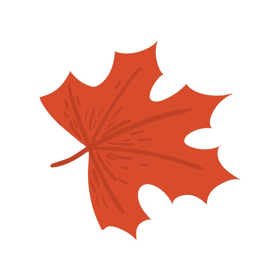 autumn maple leaf vector