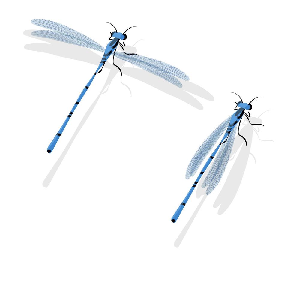 Blue dragonfly vector illustration isolated on white background