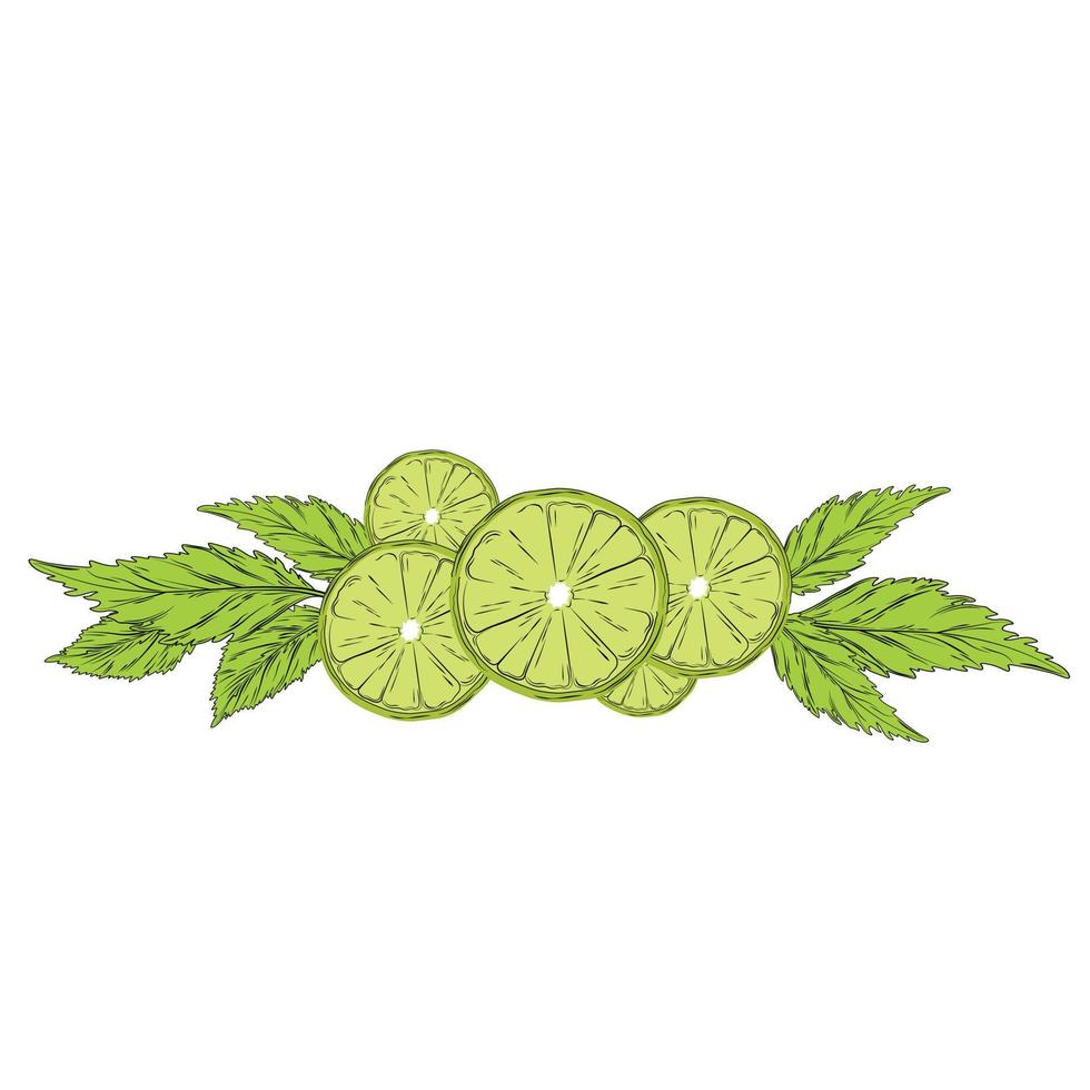 Bergamot and mint vector stock illustration. Peel and leaves of green citrus and bergamot flowers. For labels, packaging tea with aromatic oil Spa. The bergamot fruit cut in half is highlighted