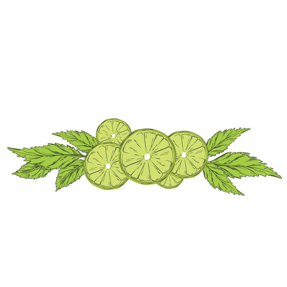 Ilustración de stock de vector de bergamota y menta. piel y hojas de cítricos verdes y flores de bergamota. para etiquetas, envasado de té con spa de aceite aromático. se destaca la fruta de bergamota cortada por la mitad