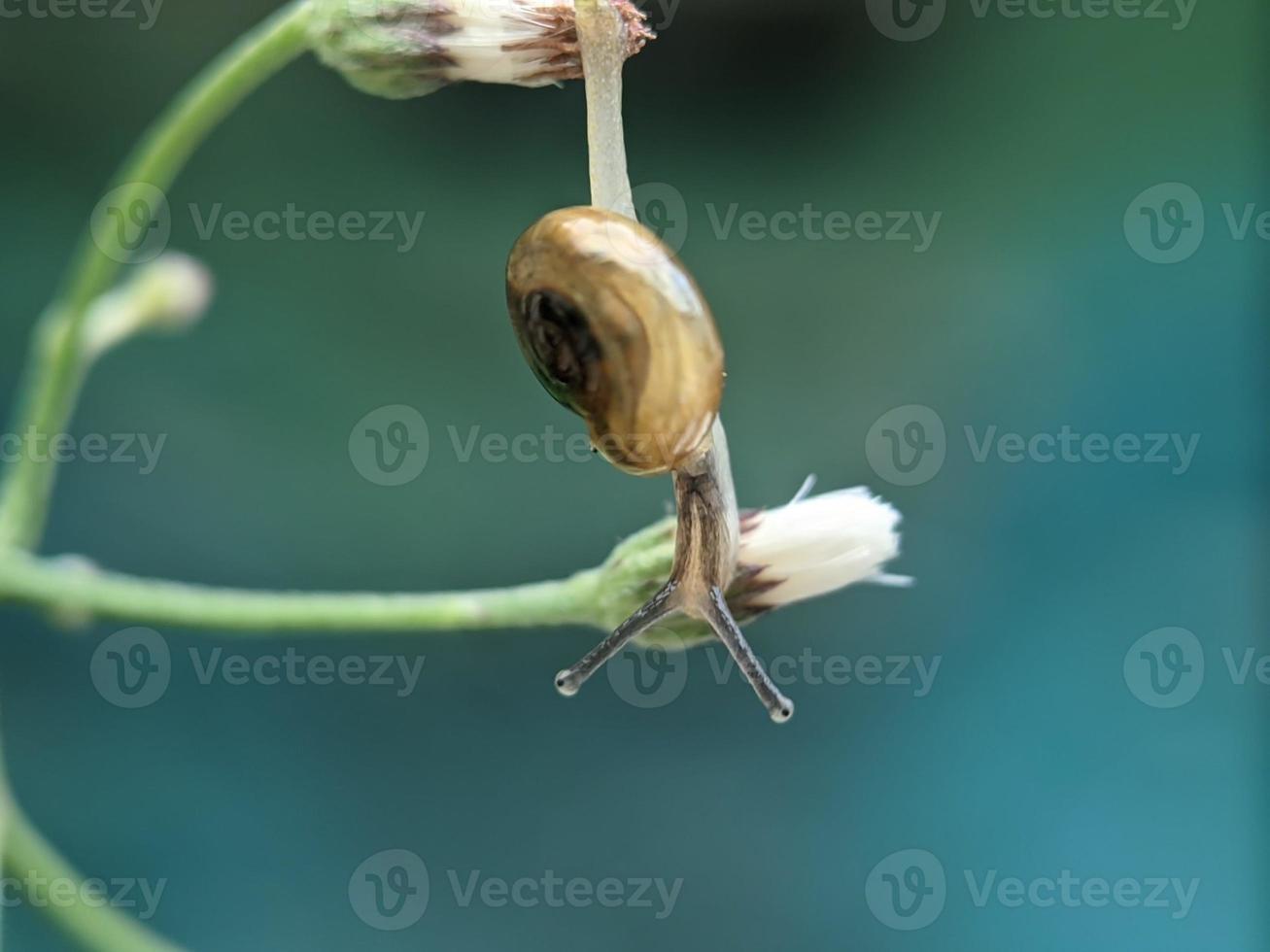 Snail on flowers twig, in the morning with white background, macro photography, extreme close up photo