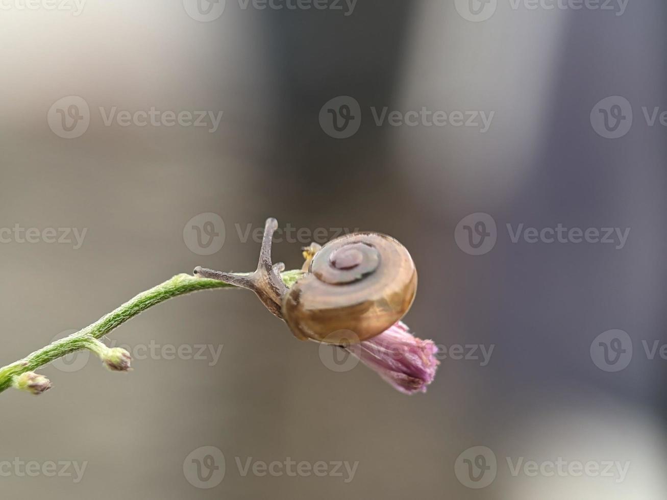 Snail on flowers twig, in the morning with white background, macro photography, extreme close up photo