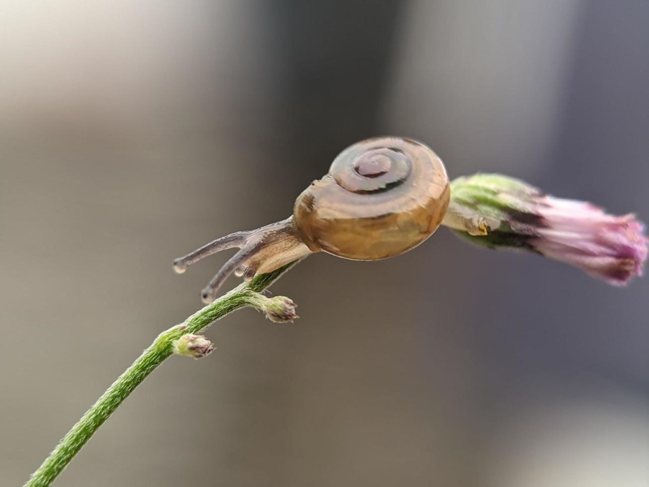 Snail on flowers twig, in the morning with white background, macro photography, extreme close up photo