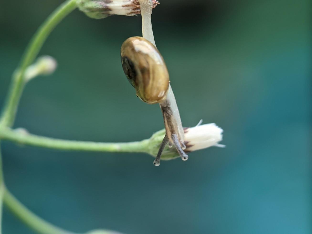 Snail on flowers twig, in the morning with white background, macro photography, extreme close up photo