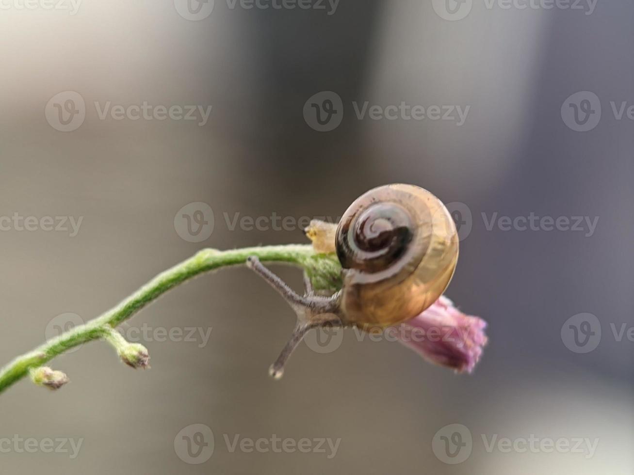Snail on flowers twig, in the morning with white background, macro photography, extreme close up photo