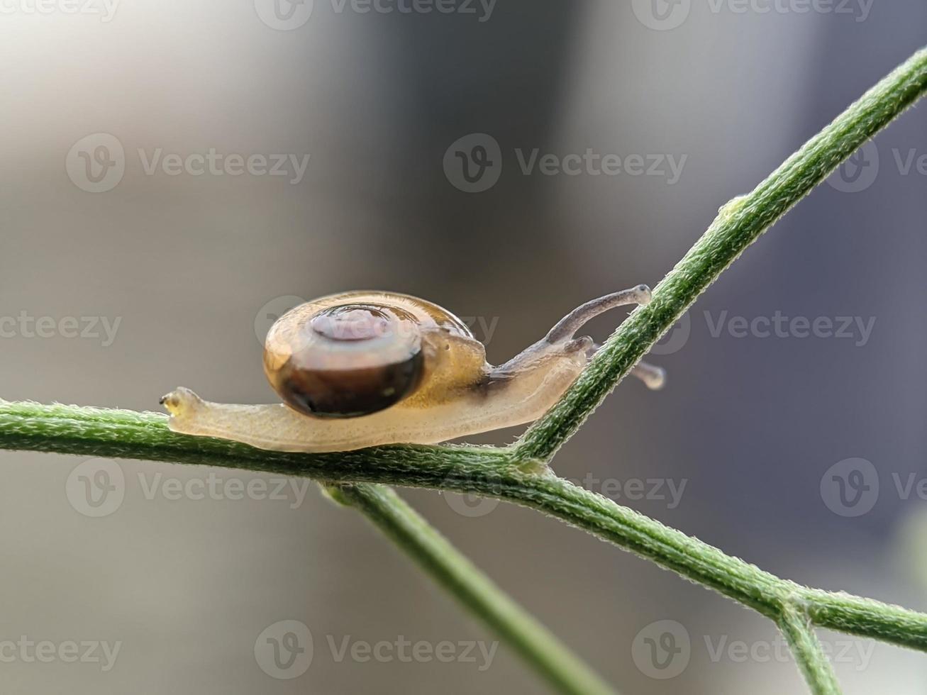 Snail on flowers twig, in the morning with white background, macro photography, extreme close up photo