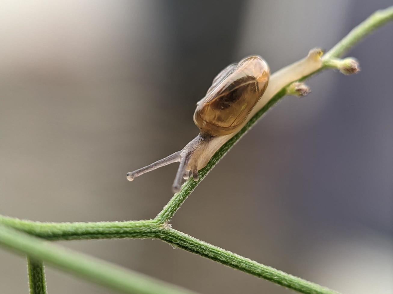 Snail on flowers twig, in the morning with white background, macro photography, extreme close up photo