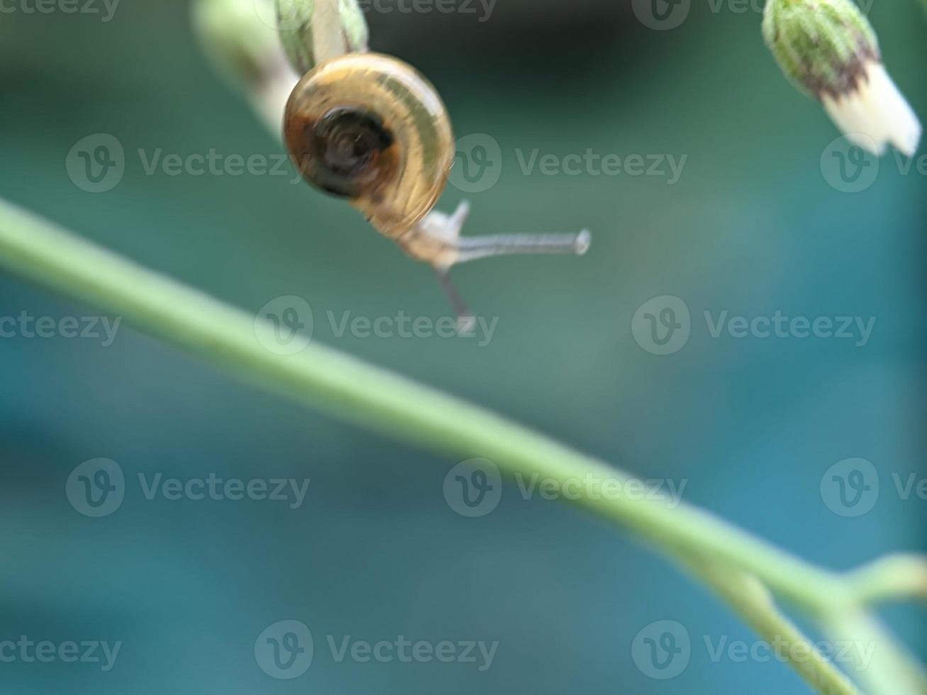 Snail on flowers twig, in the morning with white background, macro photography, extreme close up photo