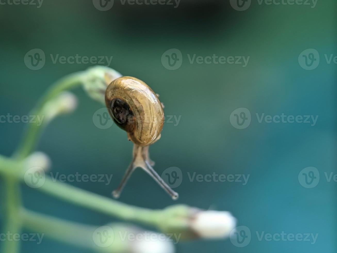 Snail on flowers twig, in the morning with white background, macro photography, extreme close up photo