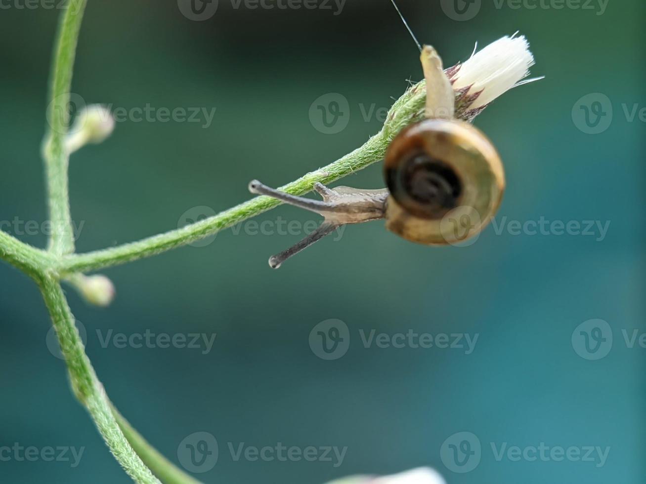 Snail on flowers twig, in the morning with white background, macro photography, extreme close up photo