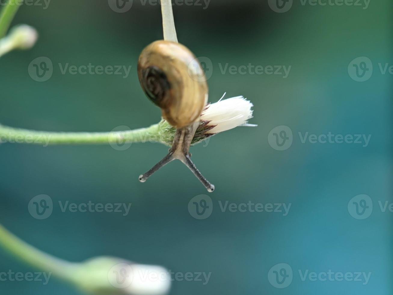 Snail on flowers twig, in the morning with white background, macro photography, extreme close up photo