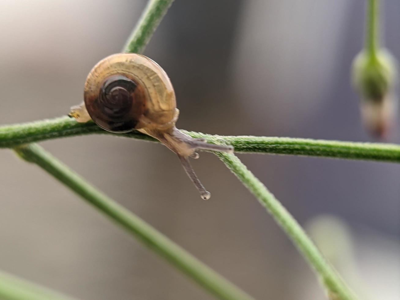 Snail on flowers twig, in the morning with white background, macro photography, extreme close up photo