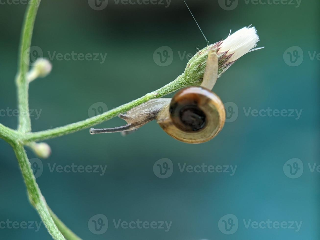 Snail on the flower, in the morning with white background, macro photography, extreme close up photo