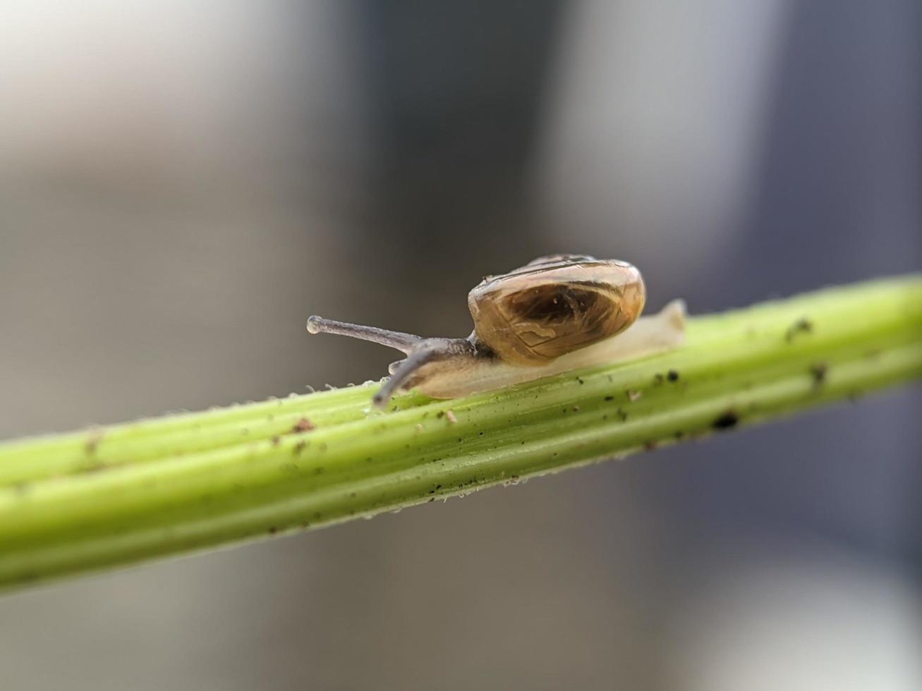 Snail on flowers twig, in the morning with white background, macro photography, extreme close up photo