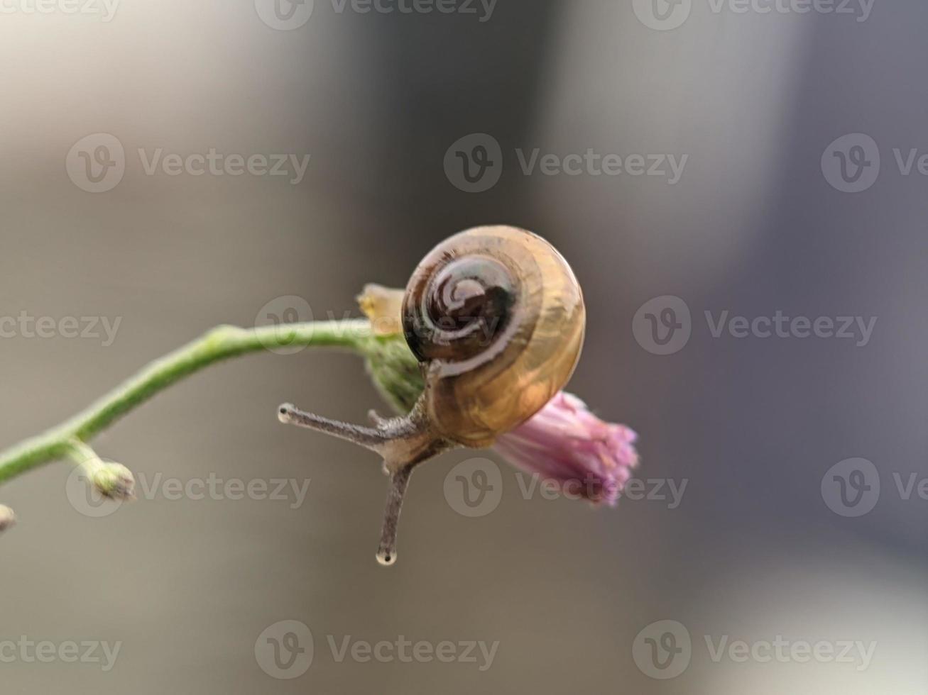 Snail on flowers twig, in the morning with white background, macro photography, extreme close up photo