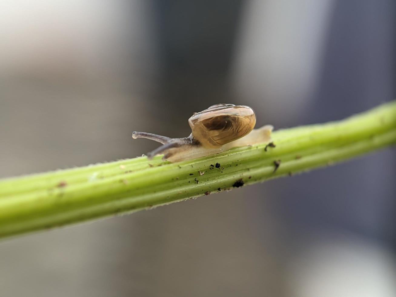 Snail on flowers twig, in the morning with white background, macro photography, extreme close up photo