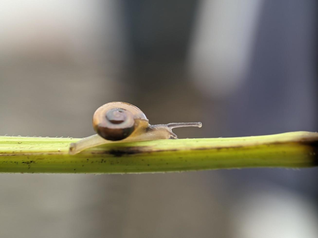 Snail on flowers twig, in the morning with white background, macro photography, extreme close up photo