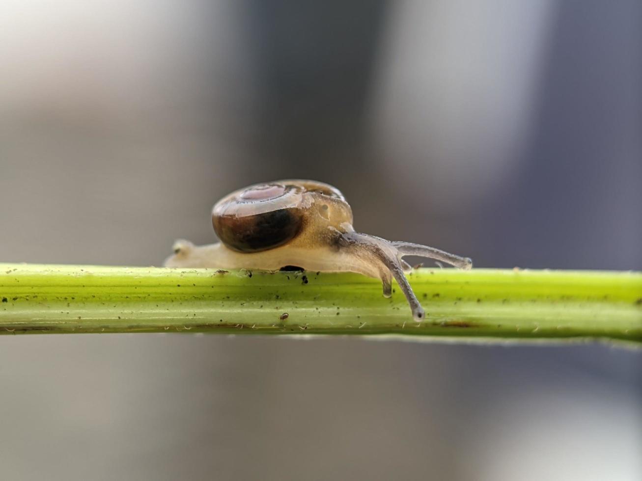 Snail on flowers twig, in the morning with white background, macro photography, extreme close up photo