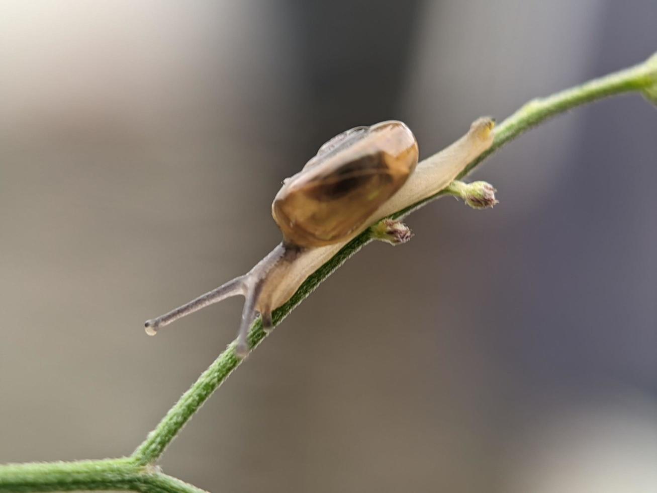 Snail on flowers twig, in the morning with white background, macro photography, extreme close up photo