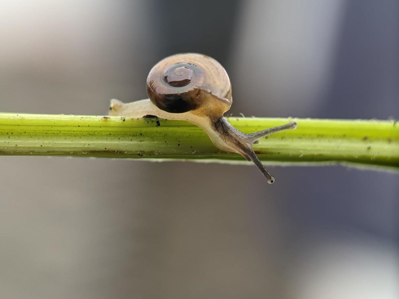 caracol en ramita de flores, por la mañana con fondo blanco, fotografía macro, primer plano extremo foto