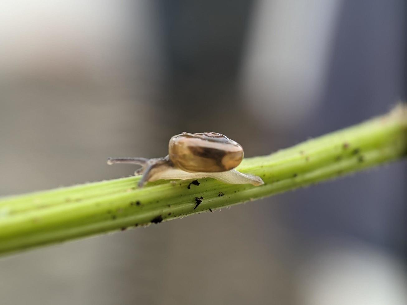 Snail on flowers twig, in the morning with white background, macro photography, extreme close up photo