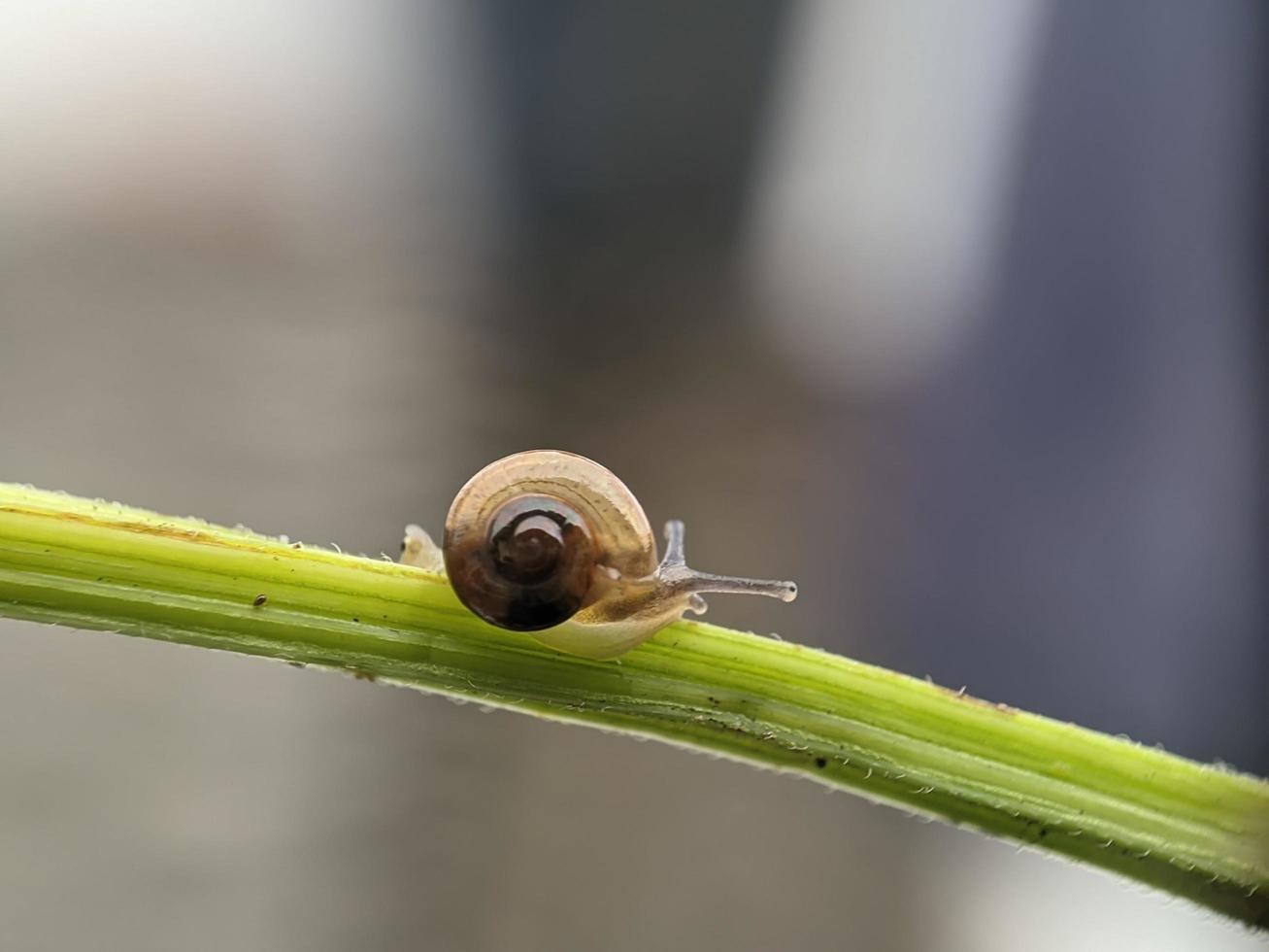 Snail on flowers twig, in the morning with white background, macro photography, extreme close up photo