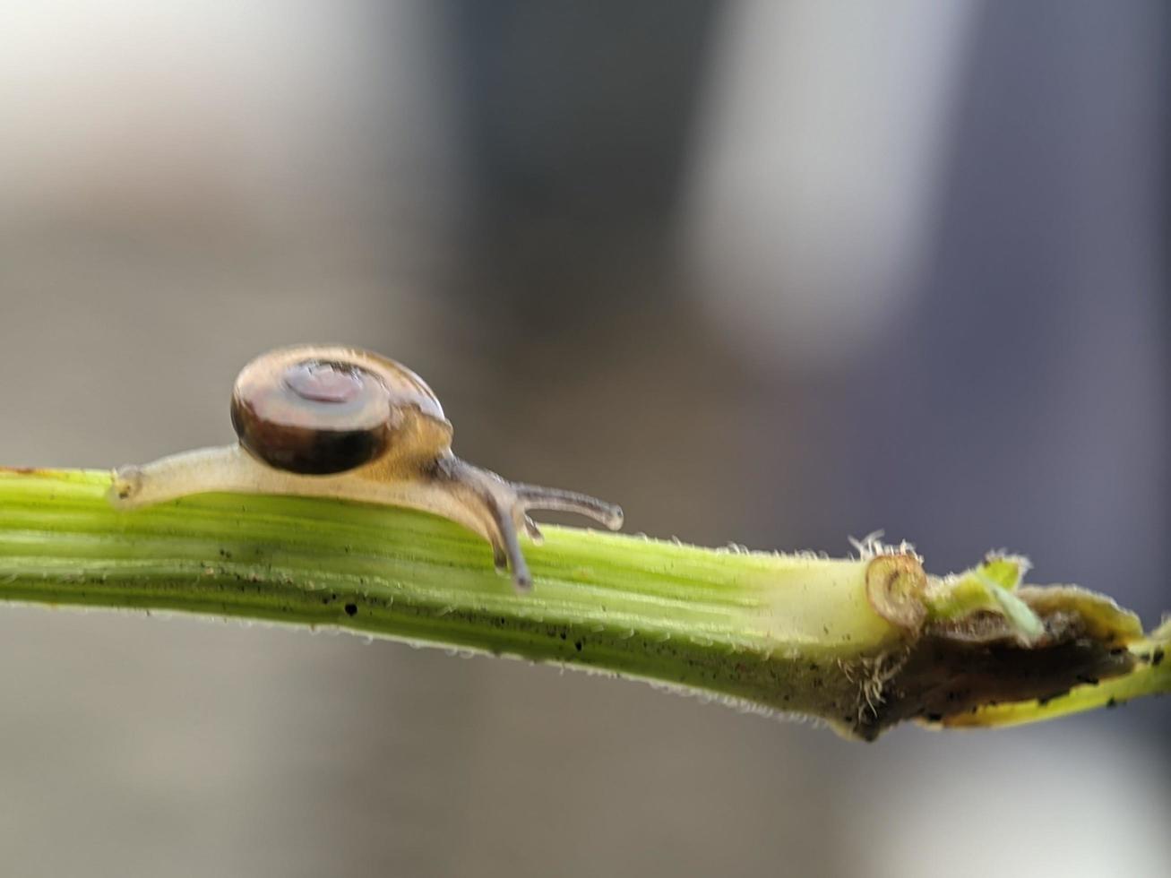 Snail on flowers twig, in the morning with white background, macro photography, extreme close up photo