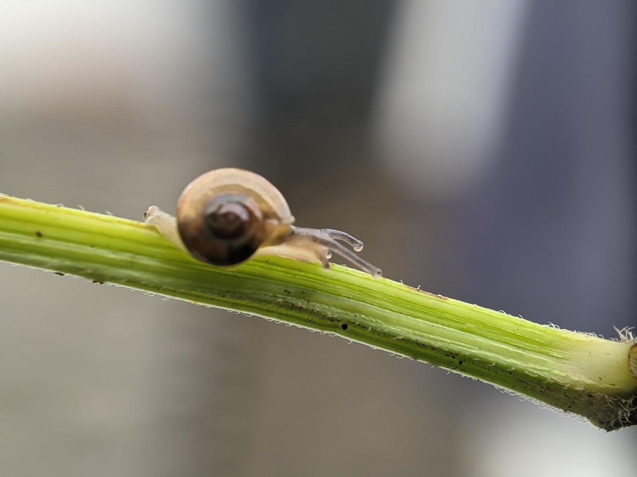 Snail on flowers twig, in the morning with white background, macro photography, extreme close up photo