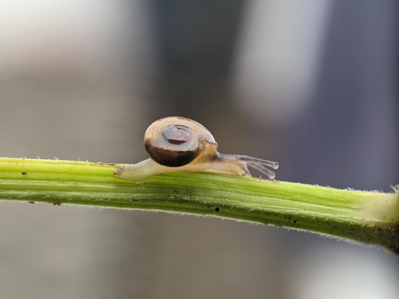 Snail on flowers twig, in the morning with white background, macro photography, extreme close up photo