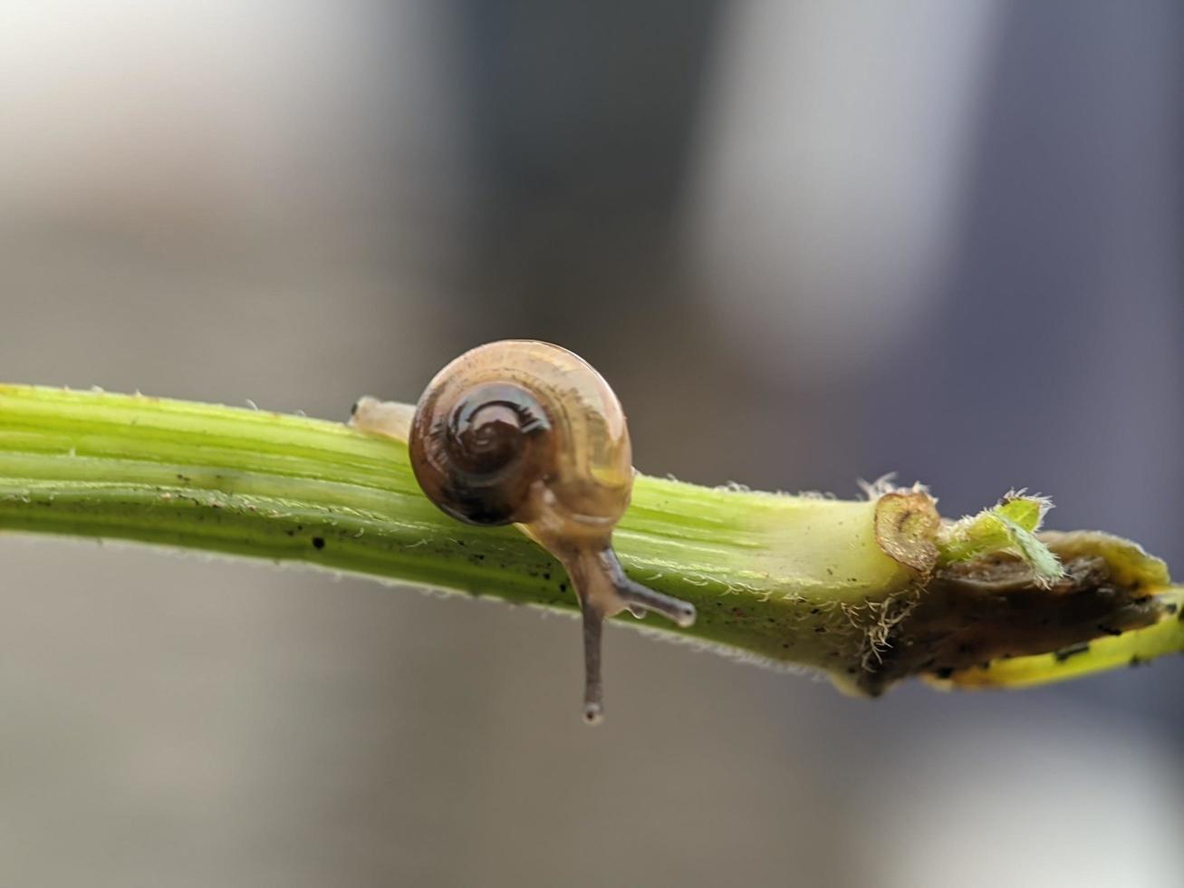 Snail on flowers twig, in the morning with white background, macro photography, extreme close up photo