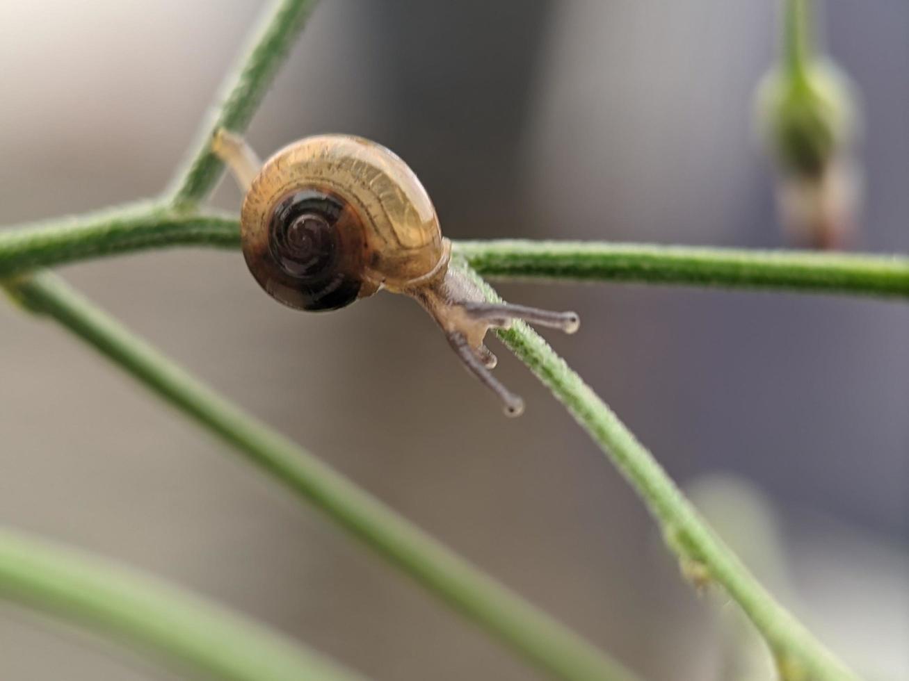 caracol en ramita de flores, por la mañana con fondo blanco, fotografía macro, primer plano extremo foto