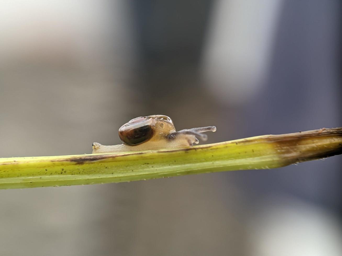 Snail on flowers twig, in the morning with white background, macro photography, extreme close up photo