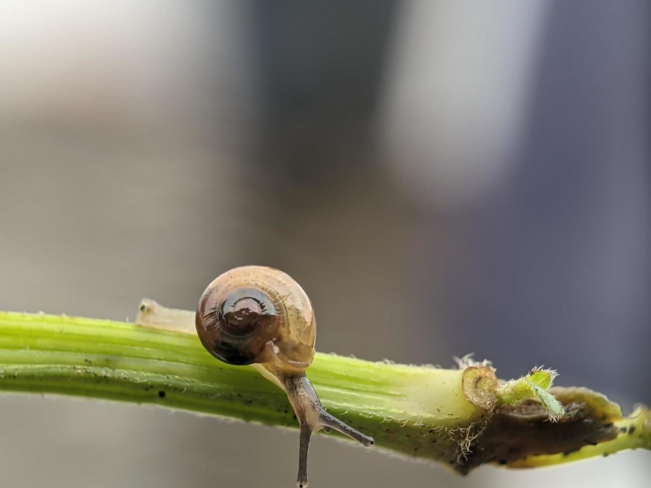 Snail on flowers twig, in the morning with white background, macro photography, extreme close up photo