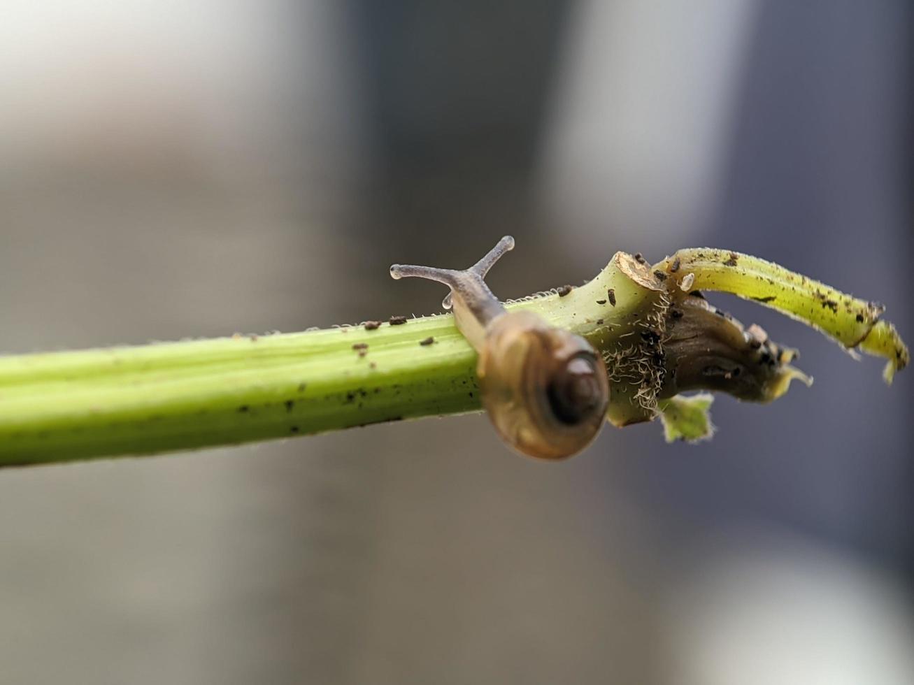 Snail on flowers twig, in the morning with white background, macro photography, extreme close up photo