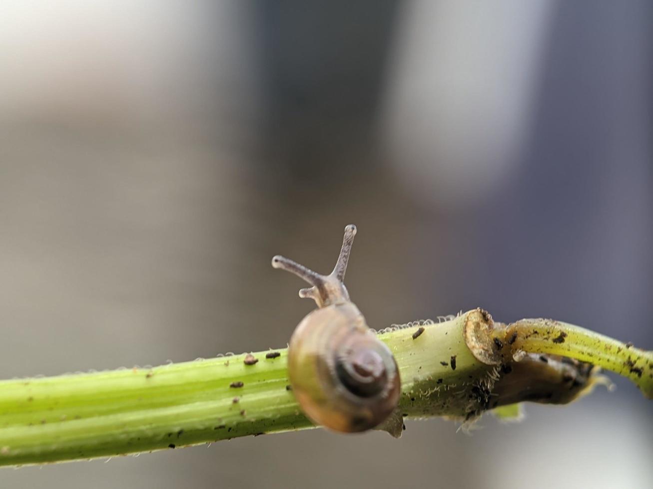 Snail on flowers twig, in the morning with white background, macro photography, extreme close up photo