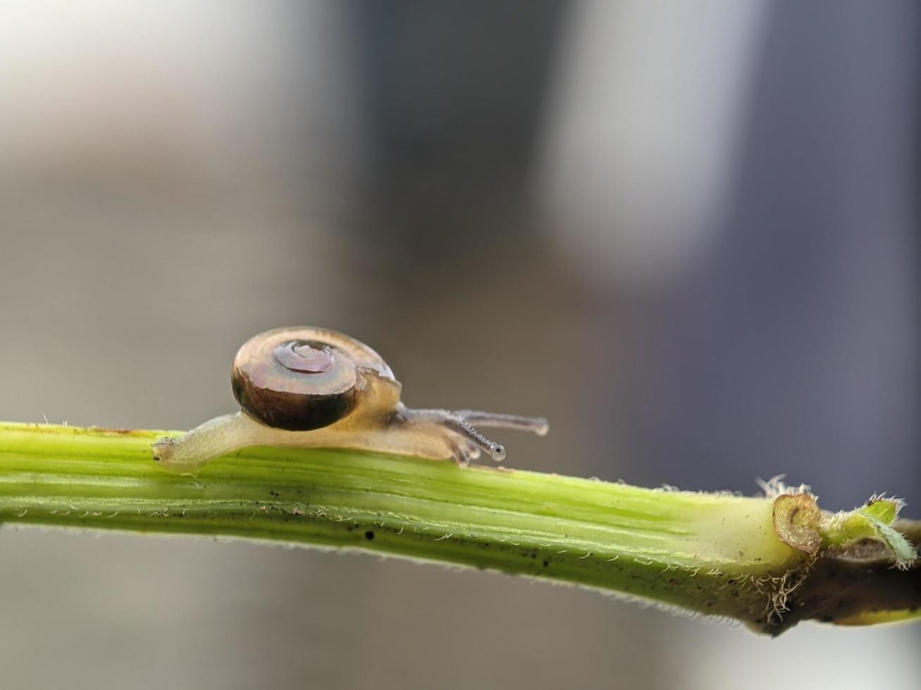 Snail on flowers twig, in the morning with white background, macro photography, extreme close up photo