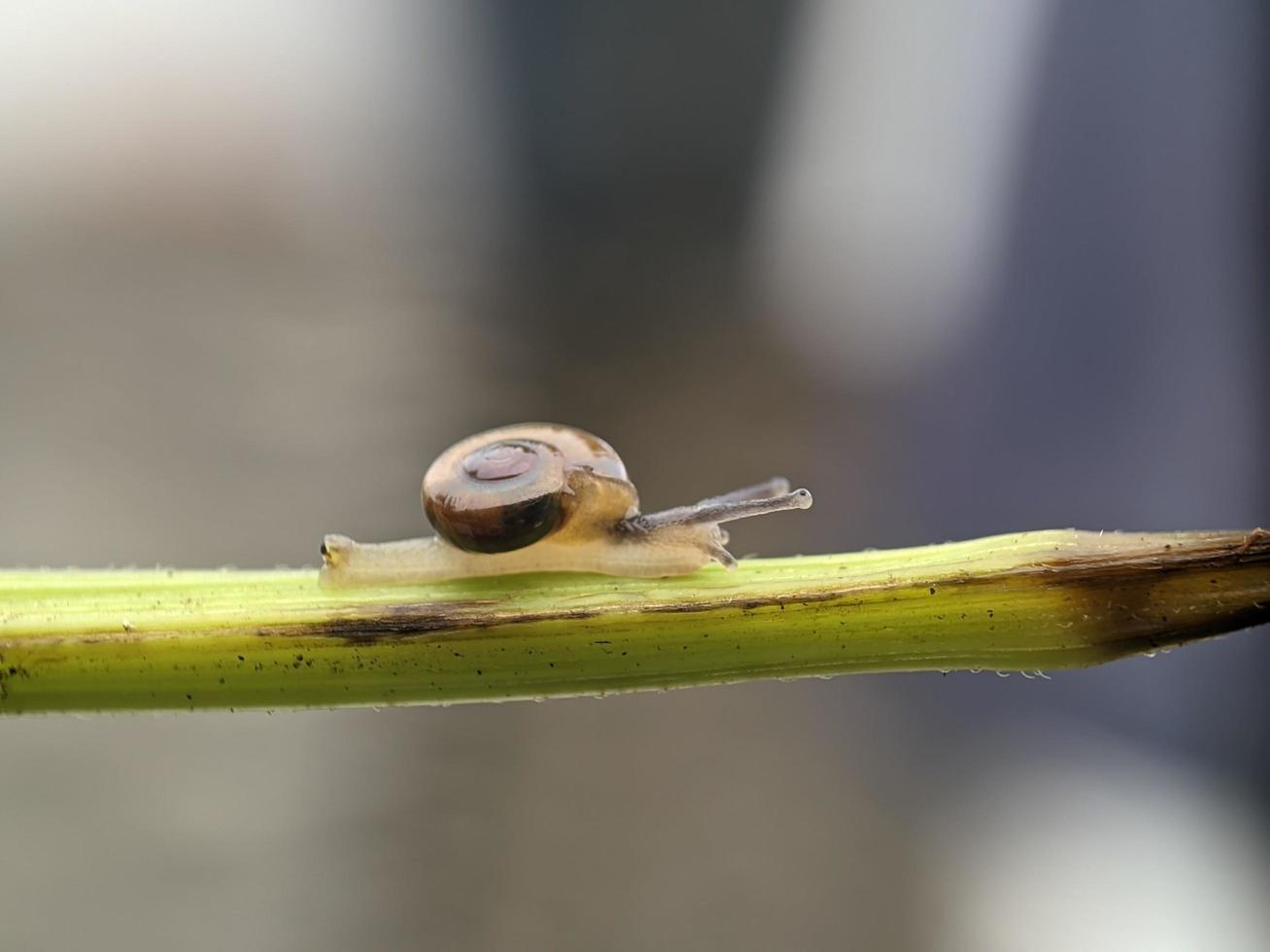 Snail on flowers twig, in the morning with white background, macro photography, extreme close up photo