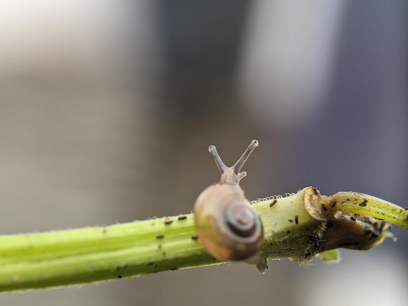 caracol en ramita de flores, por la mañana con fondo blanco, fotografía macro, primer plano extremo foto