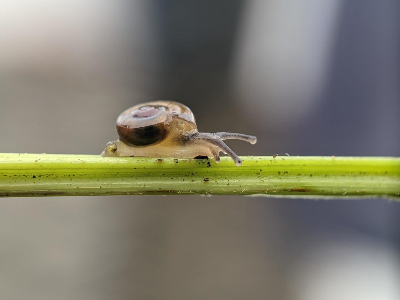 Snail on flowers twig, in the morning with white background, macro photography, extreme close up photo
