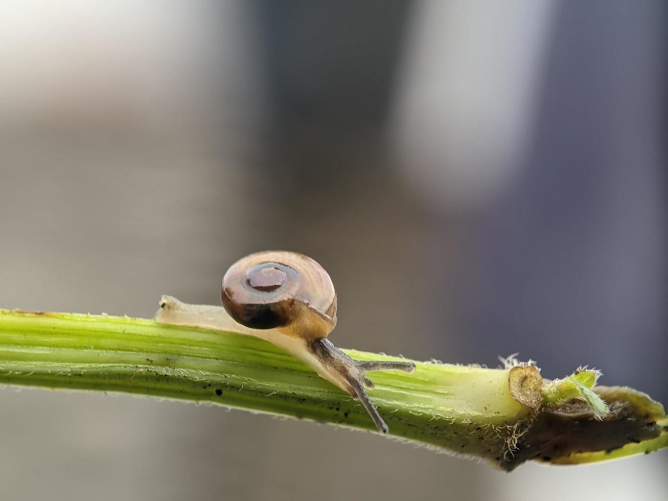 Snail on flowers twig, in the morning with white background, macro photography, extreme close up photo