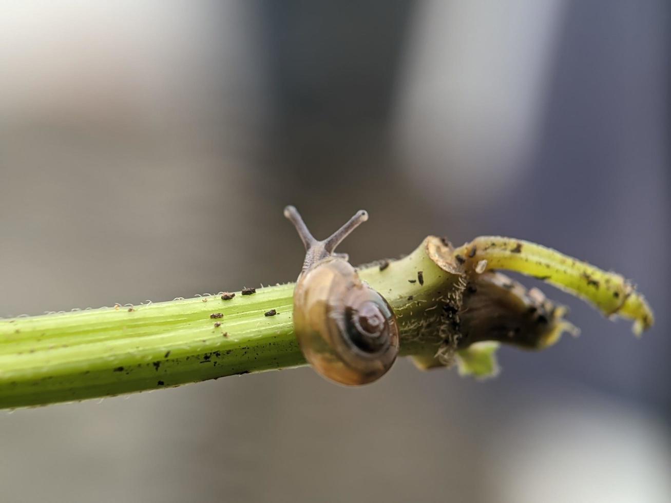 Snail on flowers twig, in the morning with white background, macro photography, extreme close up photo