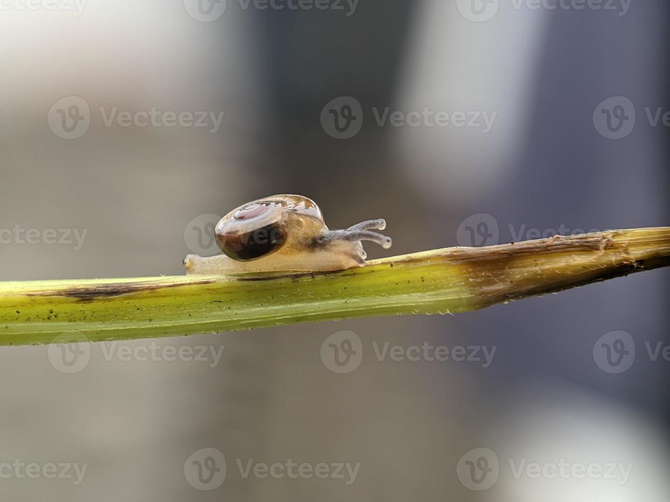 Snail on flowers twig, in the morning with white background, macro photography, extreme close up photo