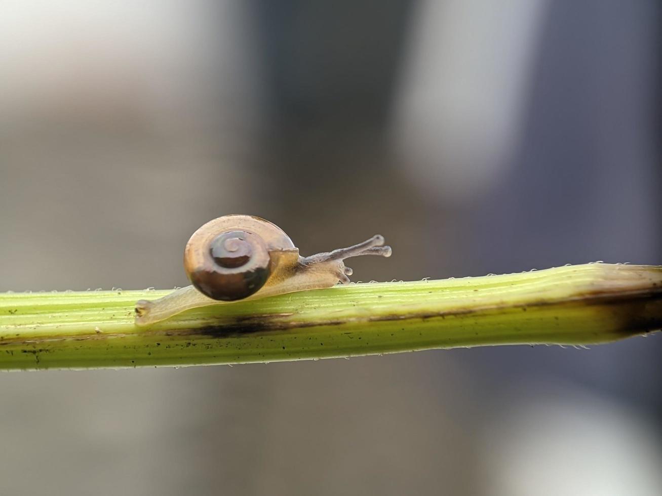 Snail on flowers twig, in the morning with white background, macro photography, extreme close up photo