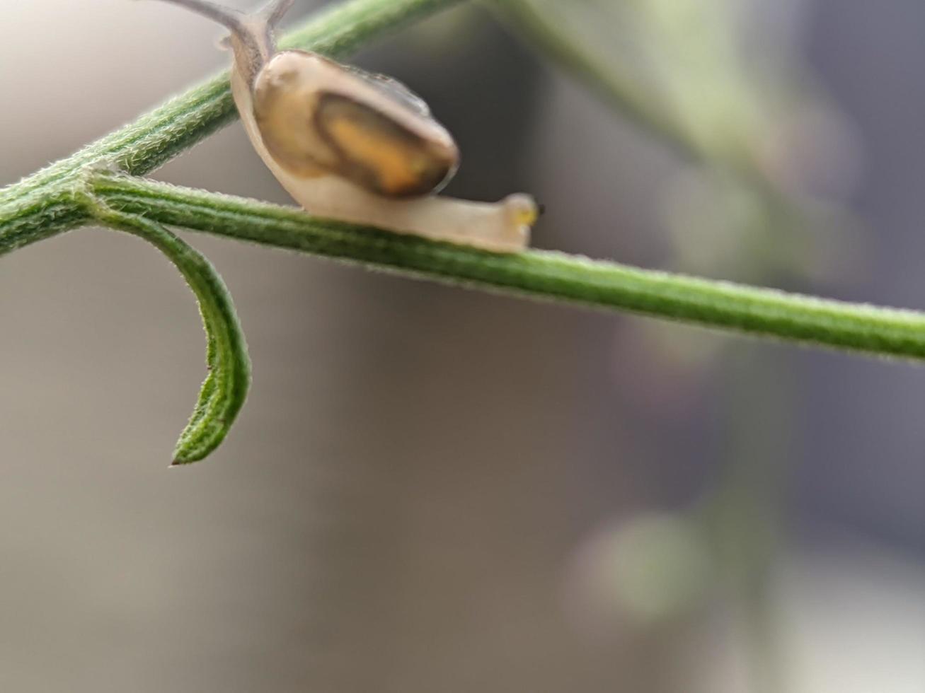 Snail on flowers twig, in the morning with white background, macro photography, extreme close up photo