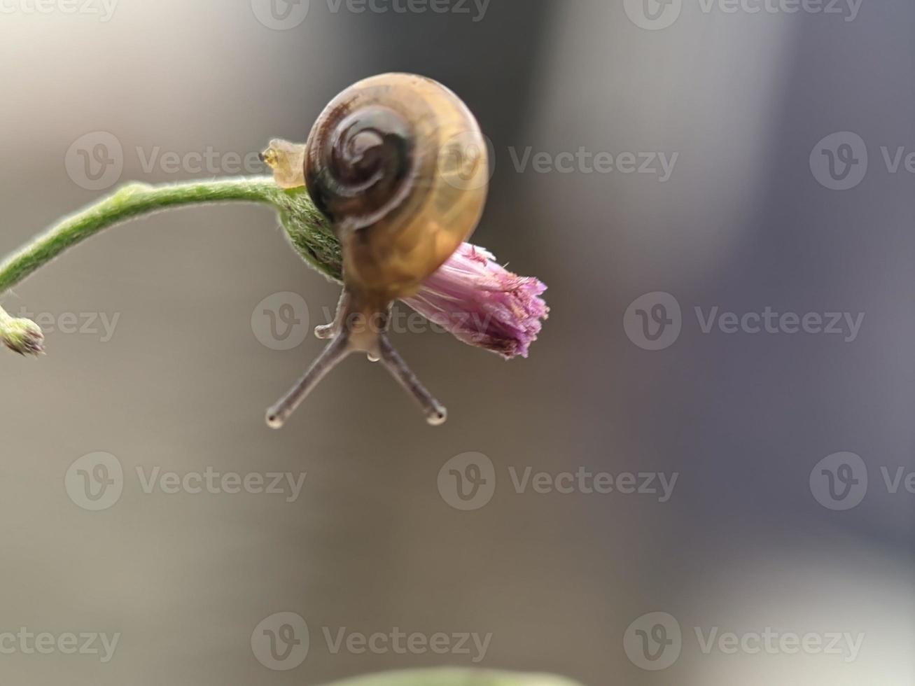 Snail on flowers twig, in the morning with white background, macro photography, extreme close up photo
