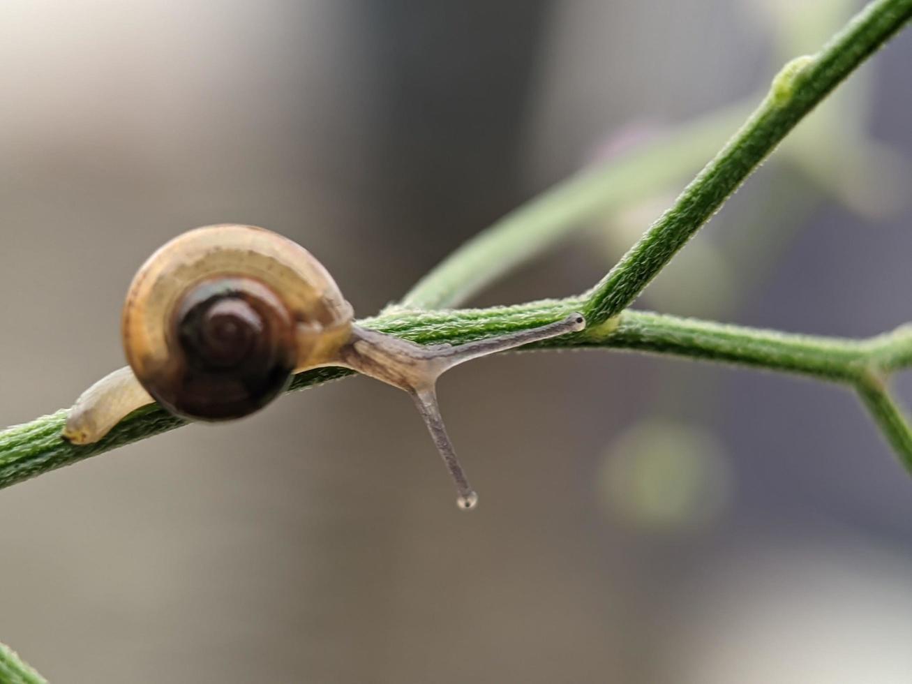 Snail on flowers twig, in the morning with white background, macro photography, extreme close up photo