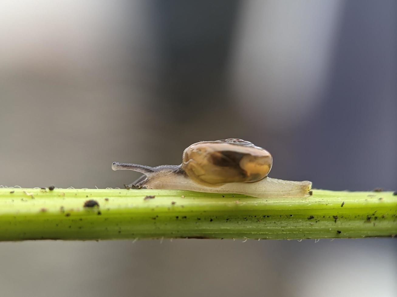 Snail on flowers twig, in the morning with white background, macro photography, extreme close up photo