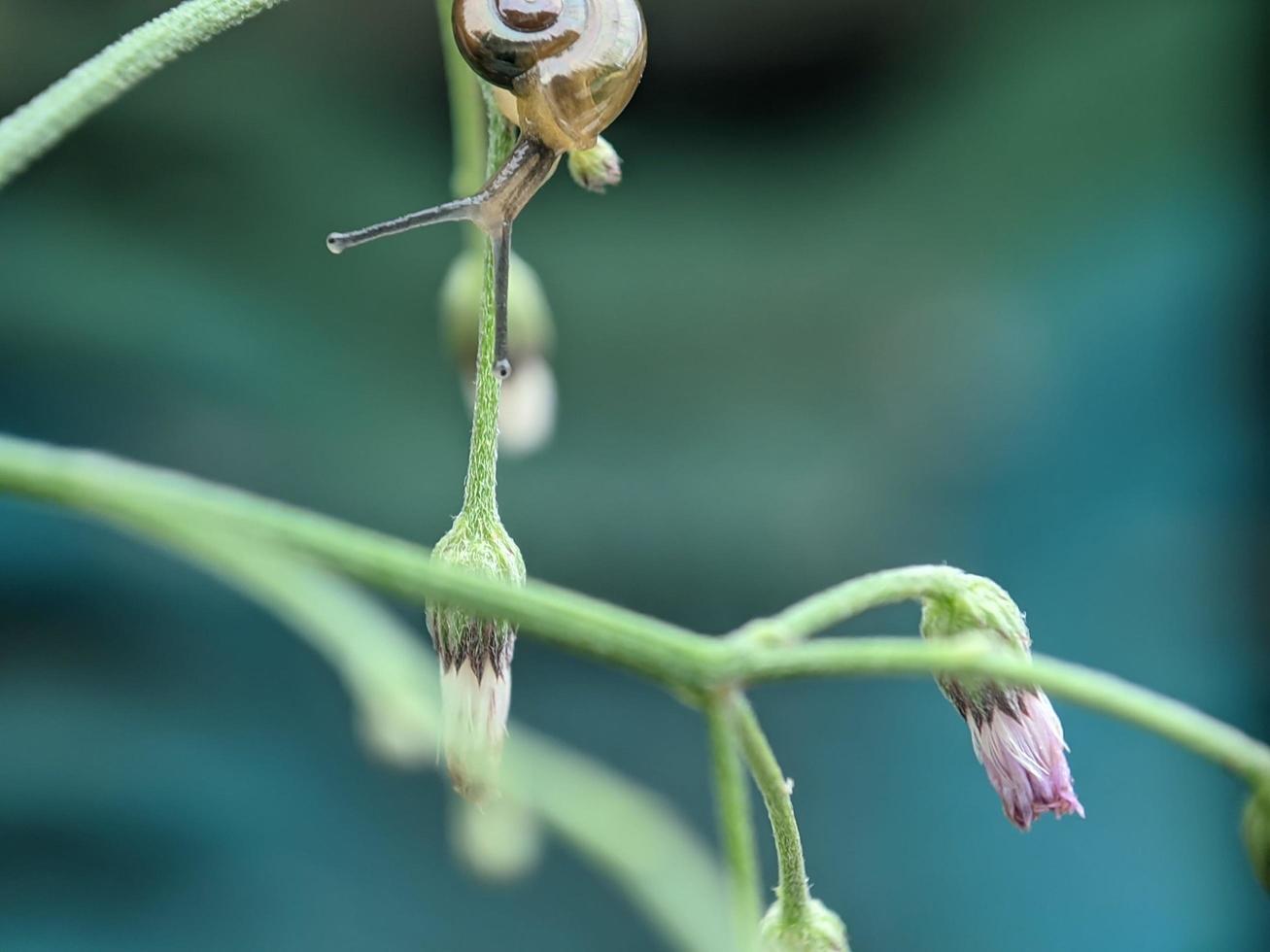 Snail on flowers twig, in the morning with white background, macro photography, extreme close up photo