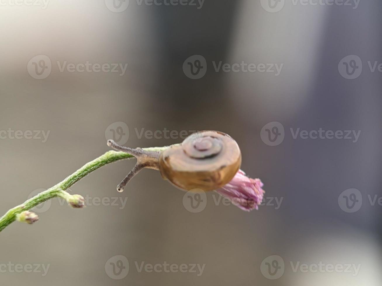 Snail on flowers twig, in the morning with white background, macro photography, extreme close up photo
