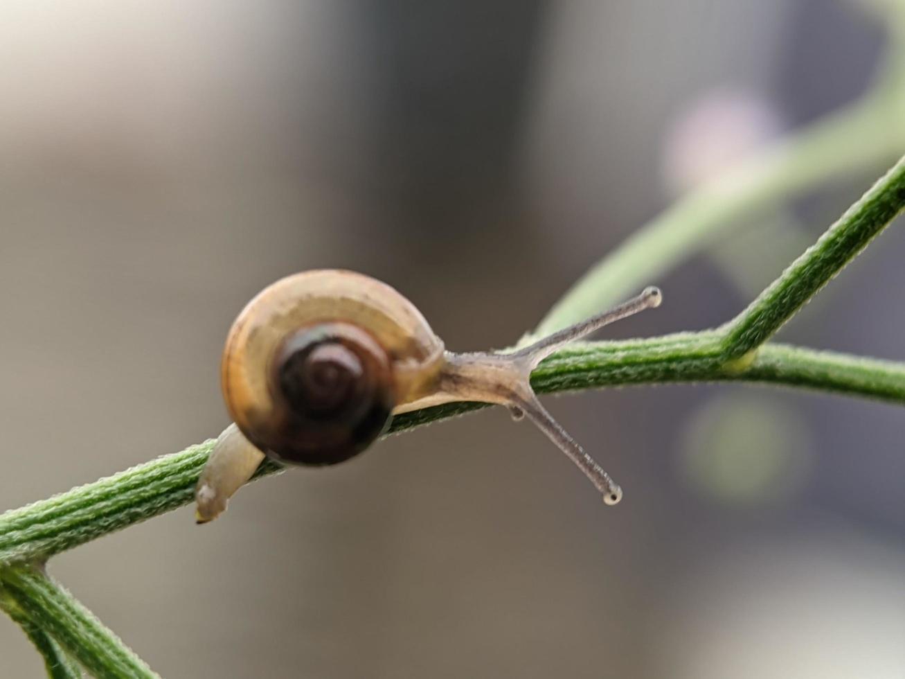 Snail on flowers twig, in the morning with white background, macro photography, extreme close up photo